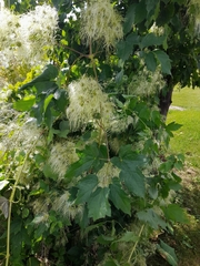 Western white clematis (Clematis ligusticifolia)