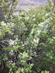 Western white clematis (Clematis ligusticifolia)