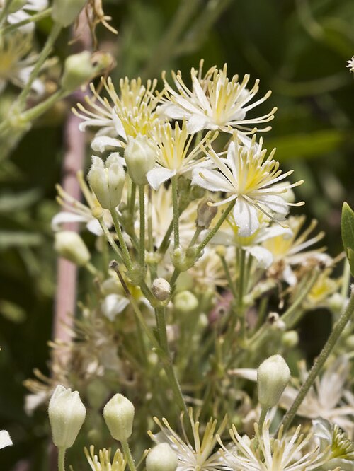 Western white clematis: Hi Mountain Road, San Luis Obispo, CA, USA. July 8