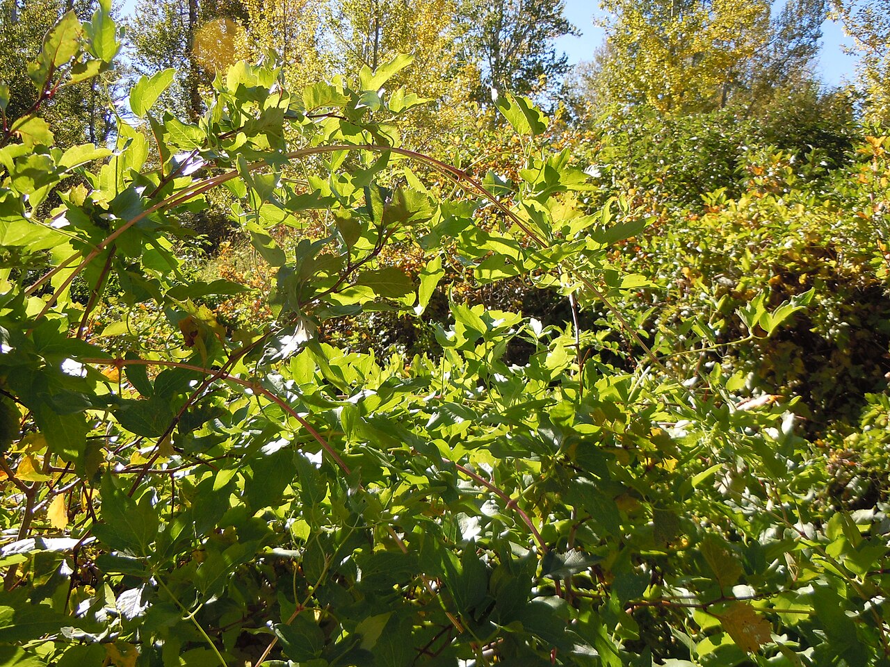 Western white clematis: The viney sprawling habit of this native clematis allows it to cover both native and introduced shrubs and trees.