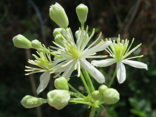Western white clematis (Clematis ligusticifolia)