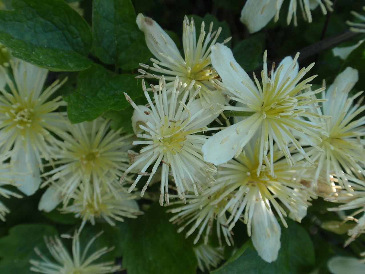 Western white clematis: Clematis 02