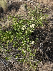 Western white clematis (Clematis ligusticifolia)