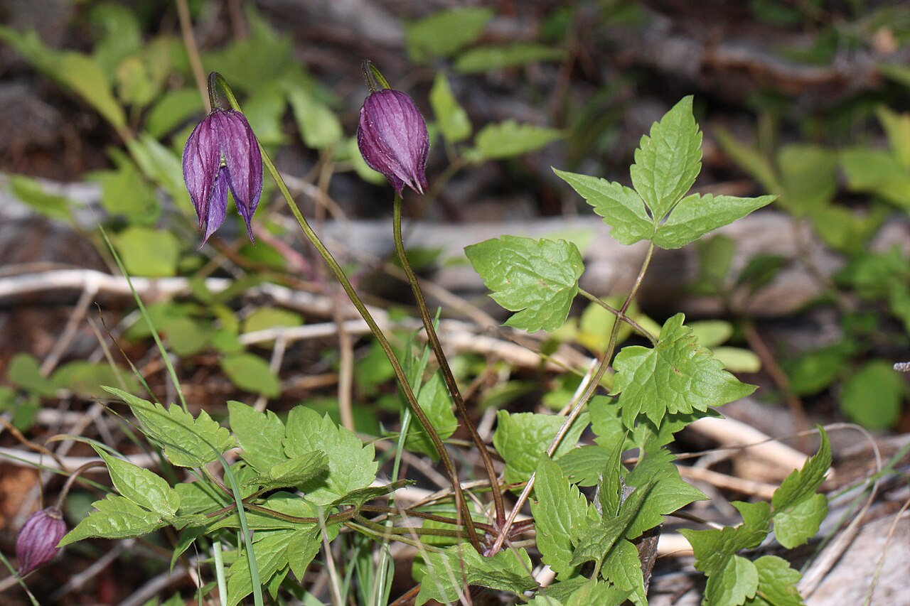 Western blue virginsbower: Western Blue Clematis, Columbia Clematis, Western Blue Virginsbower Identification by: Hitchcock and Cronquist, p. 129 Viewpoint location: Tronsen Ridge Trail #