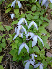 Western blue virginsbower (Clematis occidentalis)