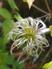 Western blue virginsbower (Clematis occidentalis)