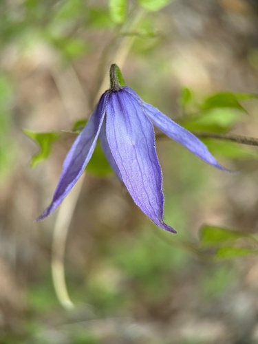 Western blue virginsbower (Clematis occidentalis)