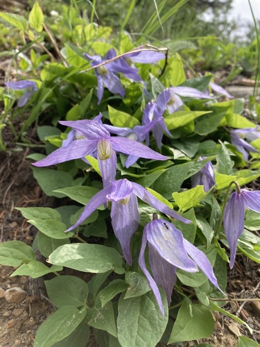 Western blue virginsbower (Clematis occidentalis)