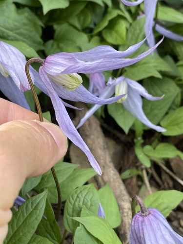 Western blue virginsbower (Clematis occidentalis)