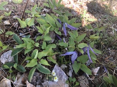 Western blue virginsbower (Clematis occidentalis)