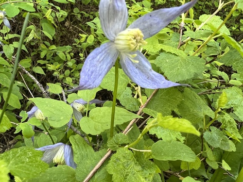 Western blue virginsbower (Clematis occidentalis)