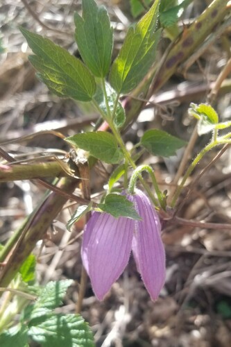 Western blue virginsbower (Clematis occidentalis)