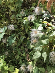 Western blue virginsbower (Clematis occidentalis)