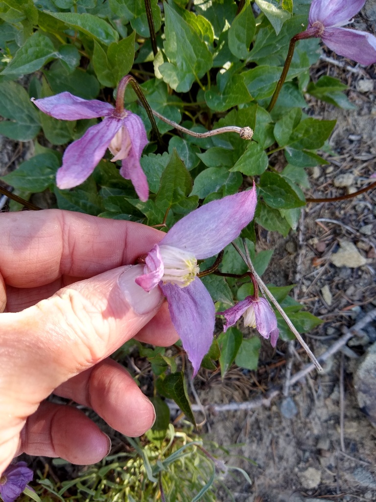 Western blue virginsbower (Clematis occidentalis)