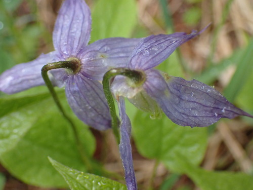 Western blue virginsbower (Clematis occidentalis)