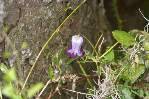 Bluebill (Clematis pitcheri)