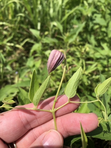 Bluebill (Clematis pitcheri)