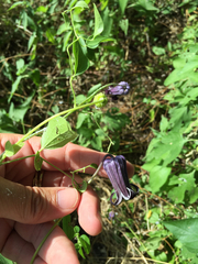Bluebill (Clematis pitcheri)