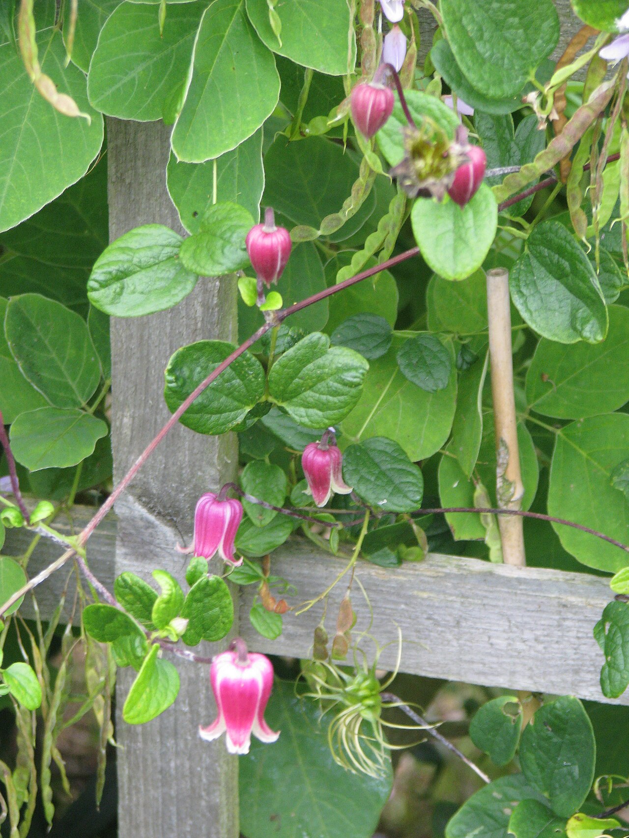 Bluebill: From one of the seed exchanges. Probably a hybrid