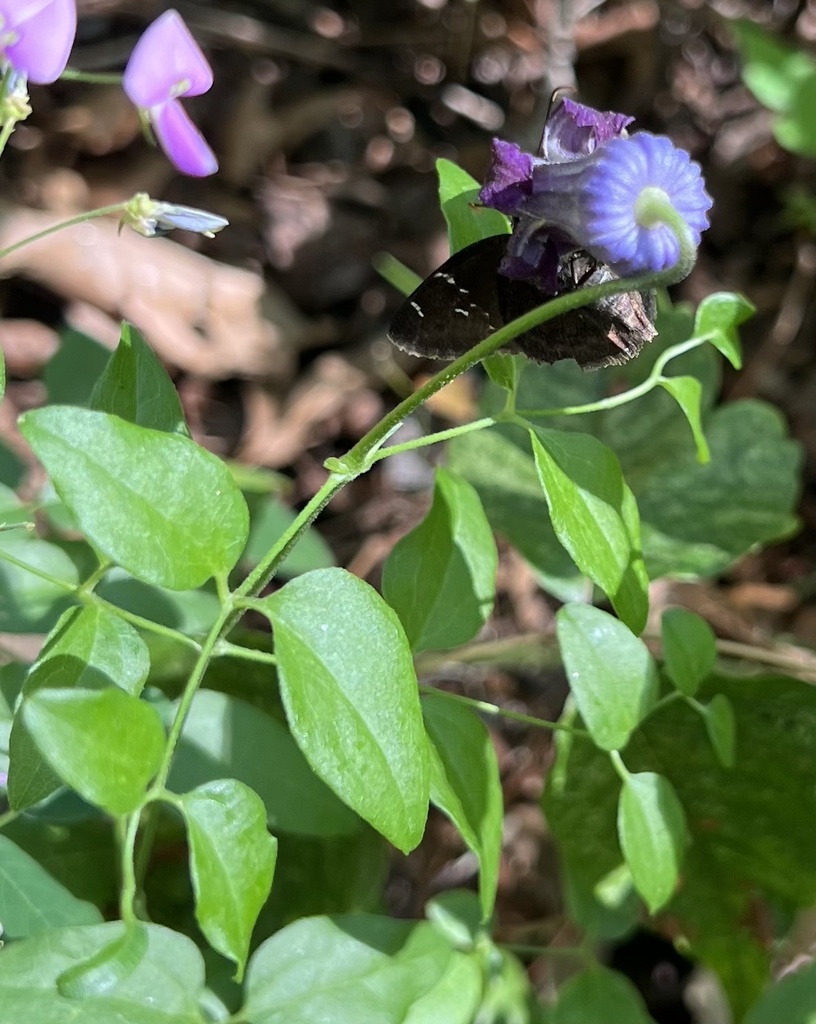 Bluebill (Clematis pitcheri)