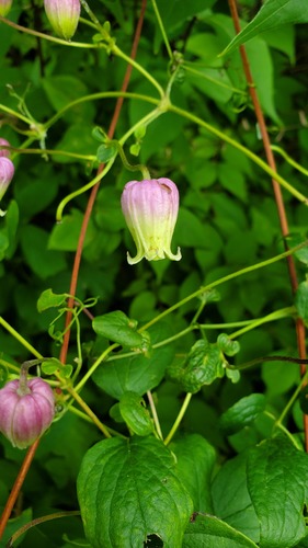 Bluebill (Clematis pitcheri)