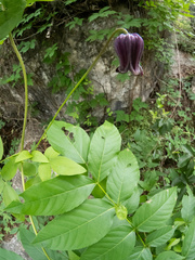 Bluebill (Clematis pitcheri)