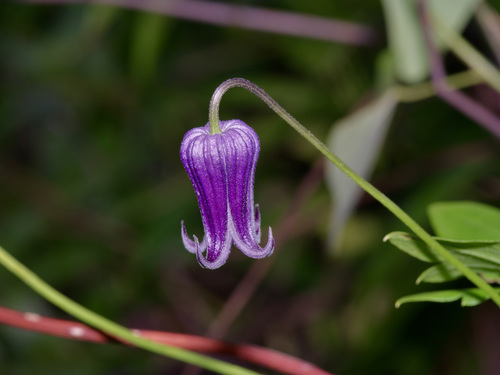 Bluebill (Clematis pitcheri)
