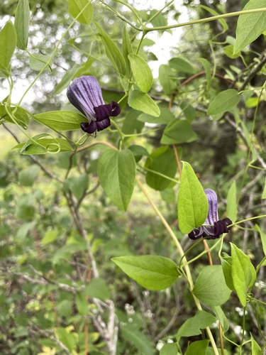 Bluebill (Clematis pitcheri)