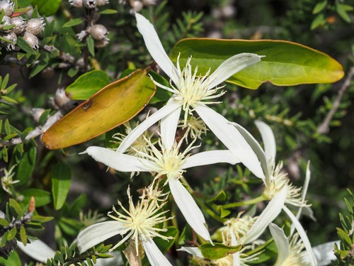 Clematis pubescens (Clematis pubescens)