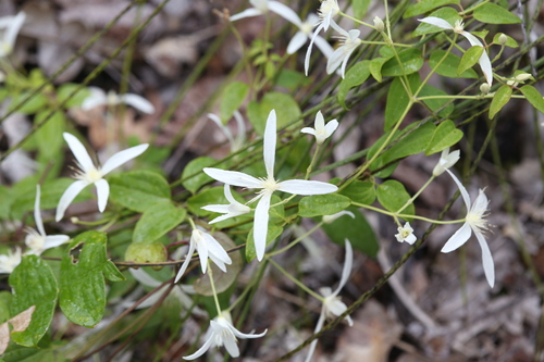 Clematis pubescens (Clematis pubescens)