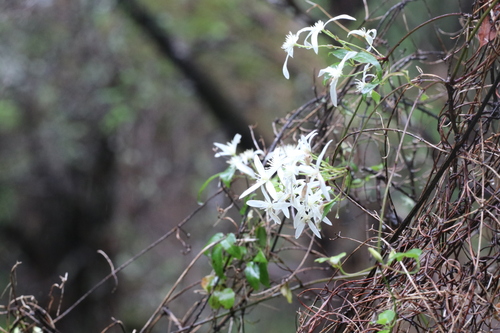 Clematis pubescens (Clematis pubescens)