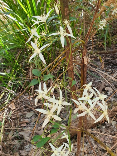 Clematis pubescens (Clematis pubescens)