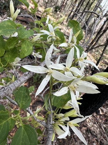 Clematis pubescens (Clematis pubescens)