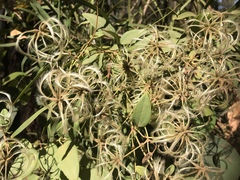 Clematis pubescens (Clematis pubescens)