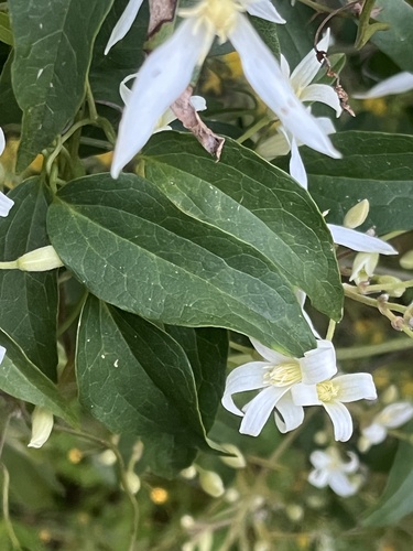 Clematis pubescens (Clematis pubescens)