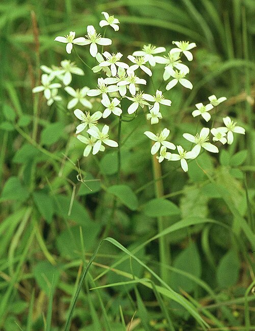 Ground virginsbower (Clematis recta)
