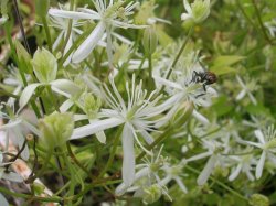 Ground virginsbower: Erect Celamtis. Photographed by Tabish