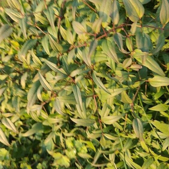 Ground virginsbower (Clematis recta)