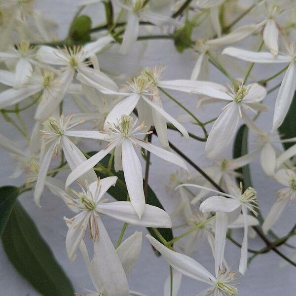 Ground virginsbower (Clematis recta)