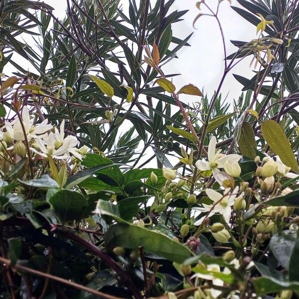 Ground virginsbower (Clematis recta)