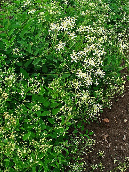 Ground virginsbower: Clematis recta , Ranunculaceae, Erect Clematis, Ground Virginsbower, habitus. The fresh fresh, aerial parts of blooming plant are used in homeopathy as remedy: