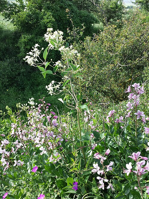 Ground virginsbower: This media shows the natural monument in Vienna with the ID 695 .