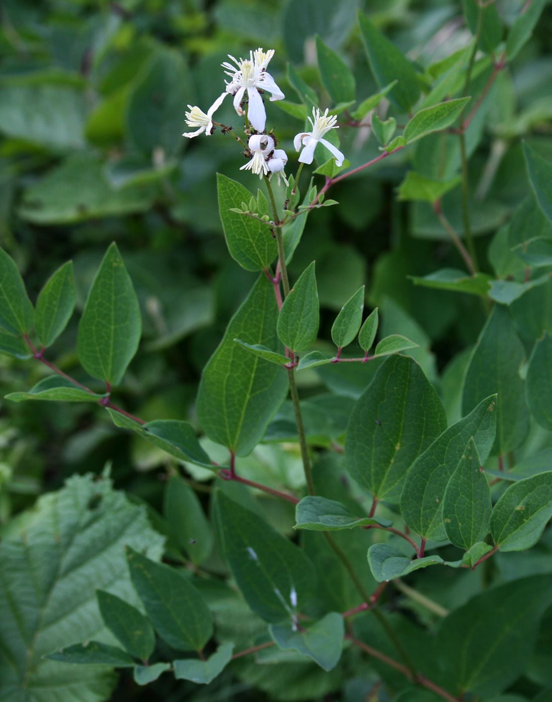 Ground virginsbower: Aufrechte Waldrebe ( Clematis recta ), Hahnenfußgewächse (Ranunculaceae) – Österreich/Austria/Autriche: Niederösterreich, Alpenostrand, Flugsberg NW Pfaffstätte