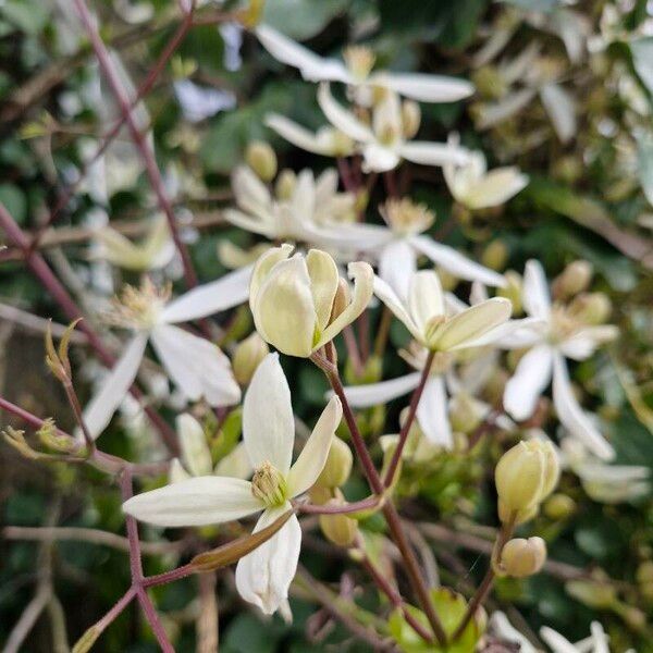 Ground virginsbower (Clematis recta)