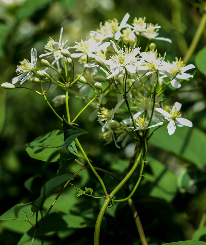 Ground virginsbower: Slowenien , Julische Alpen : Botanischer Garten Alpinum Juliana in Trenta : Aufrechte Waldrebe