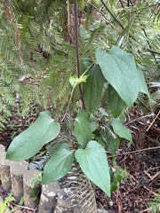 Clematis tashiroi (Clematis tashiroi)