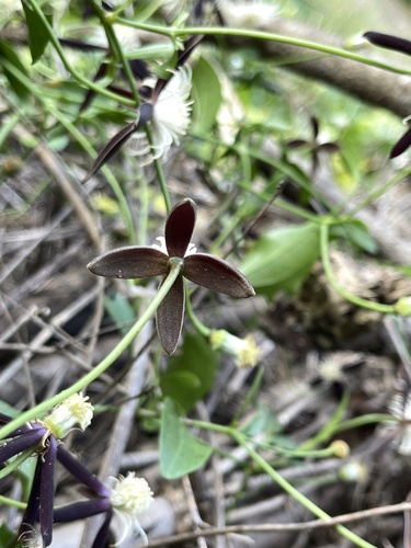 Clematis tashiroi (Clematis tashiroi)