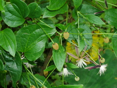 Clematis tashiroi (Clematis tashiroi)