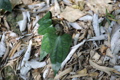 Clematis tashiroi (Clematis tashiroi)