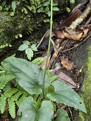 Clematis tashiroi (Clematis tashiroi)